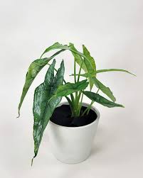 Alocasia Dragons Breath 3