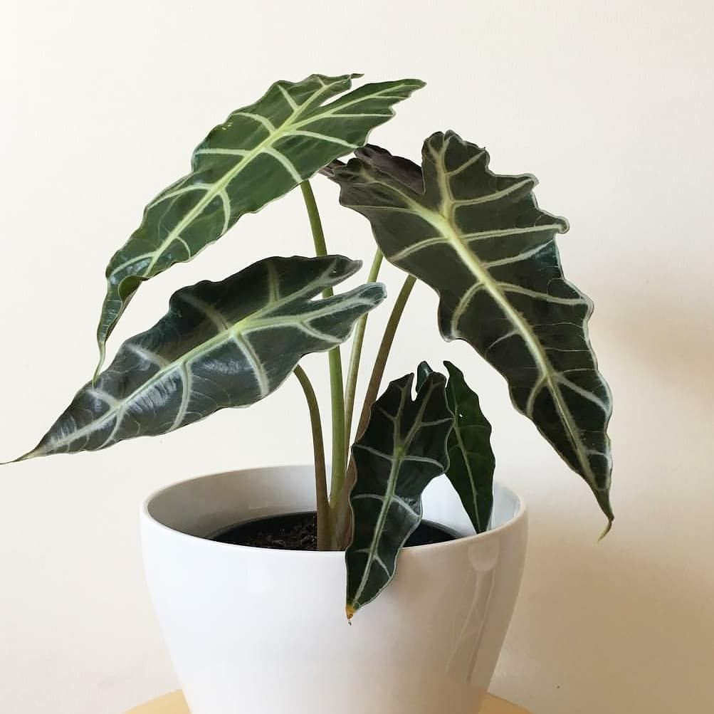 Alocasia Poly 2