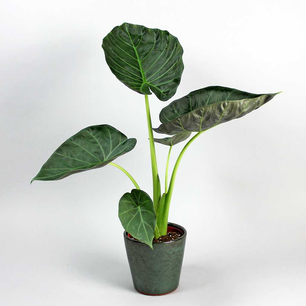 Alocasia Regal Shield