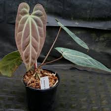 Anthurium Besseae Aff