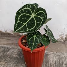 Anthurium Clarinervium Dark form