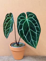 Anthurium Crystallinum 2