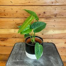 Anthurium Veitchi King Live Rare house plant 2