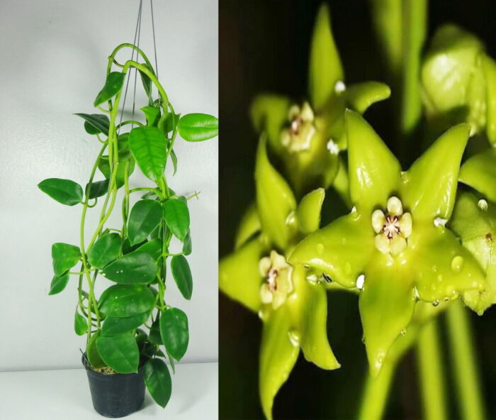 Hoya Obtusifolioides Green