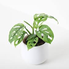 Monstera Adansonii Mint Swiss Cheese