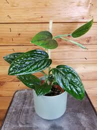 Monstera Karsteianum Peru