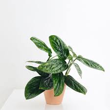 Monstera Peru non varg