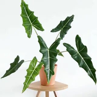 alocasia-dragon-breath