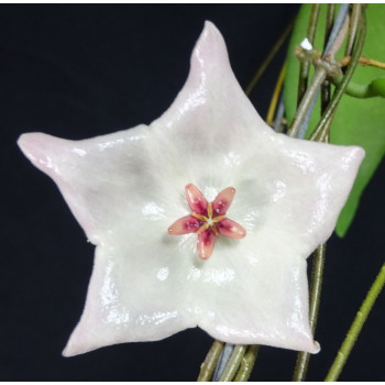 hoya-patella-white-flowers