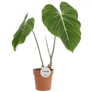 philodendron-gloriosum