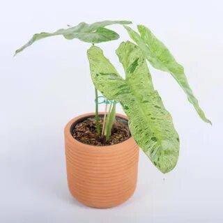 philodendron-paraiso-verde